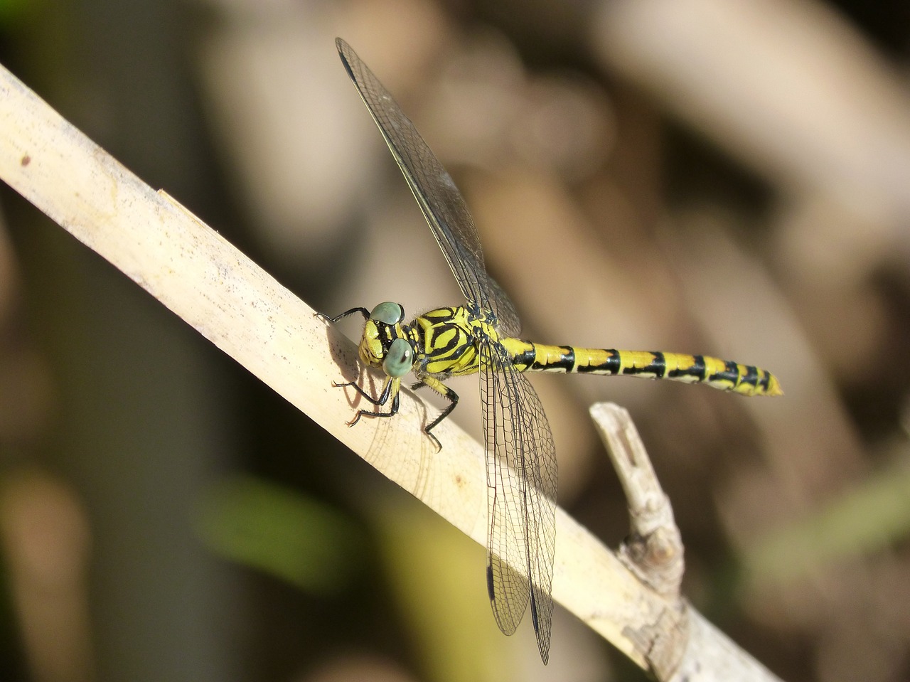 dragonfly brindle yellow and black free photo