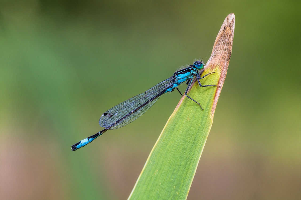 dragonfly macro insect free photo