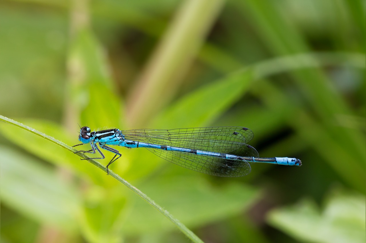 dragonfly macro close free photo