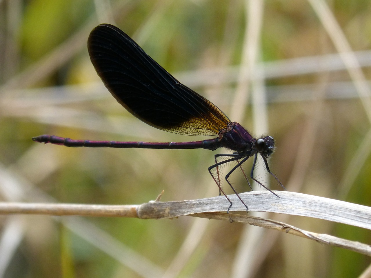 dragonfly black dragonfly calopteryx haemorrhoidalis free photo