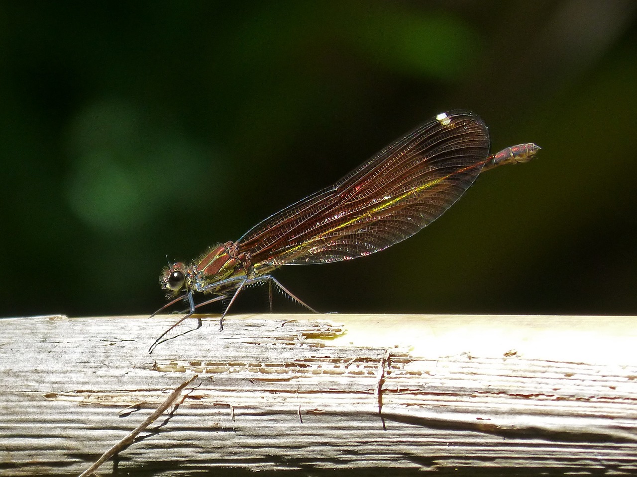 dragonfly black dragonfly calopteryx haemorrhoidalis free photo