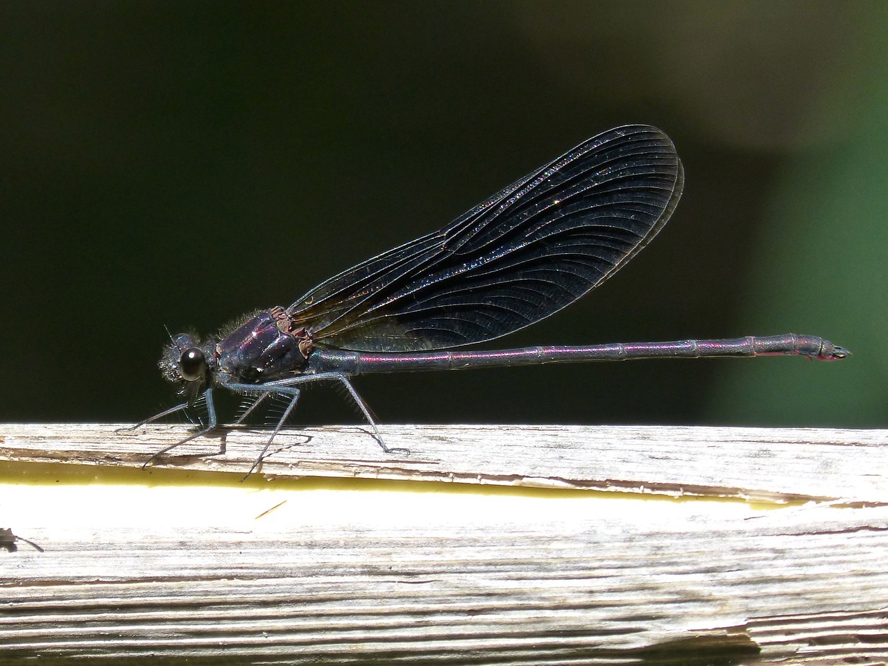 dragonfly black dragonfly calopteryx haemorrhoidalis free photo