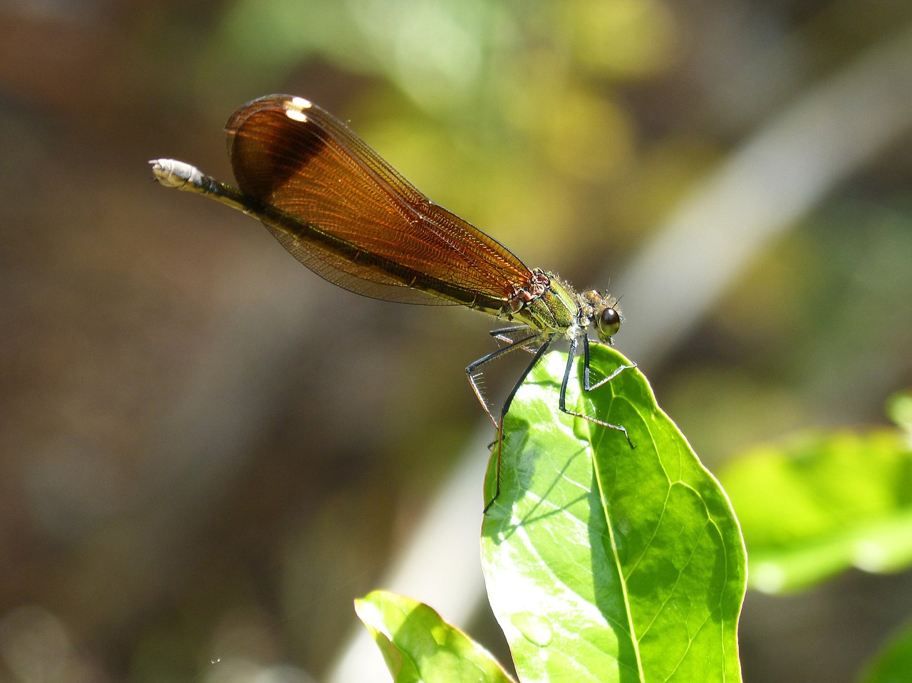 dragonfly black dragonfly calopteryx haemorrhoidalis free photo