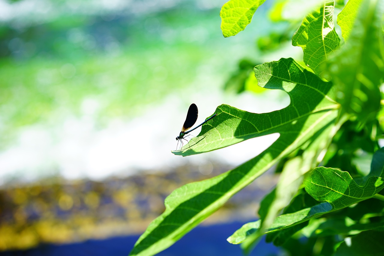 dragonfly leaf insect free photo