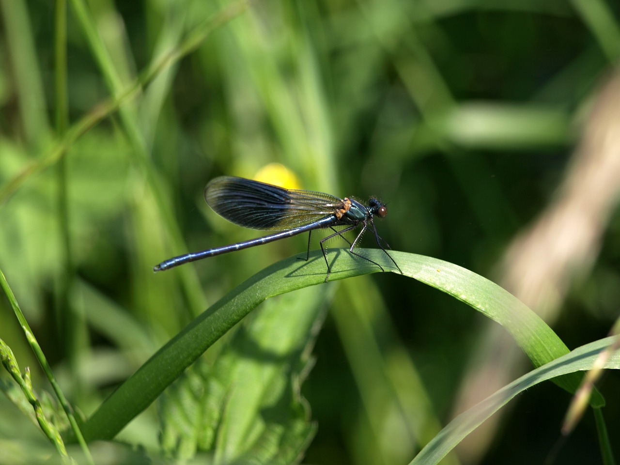 dragonfly grass nature free photo