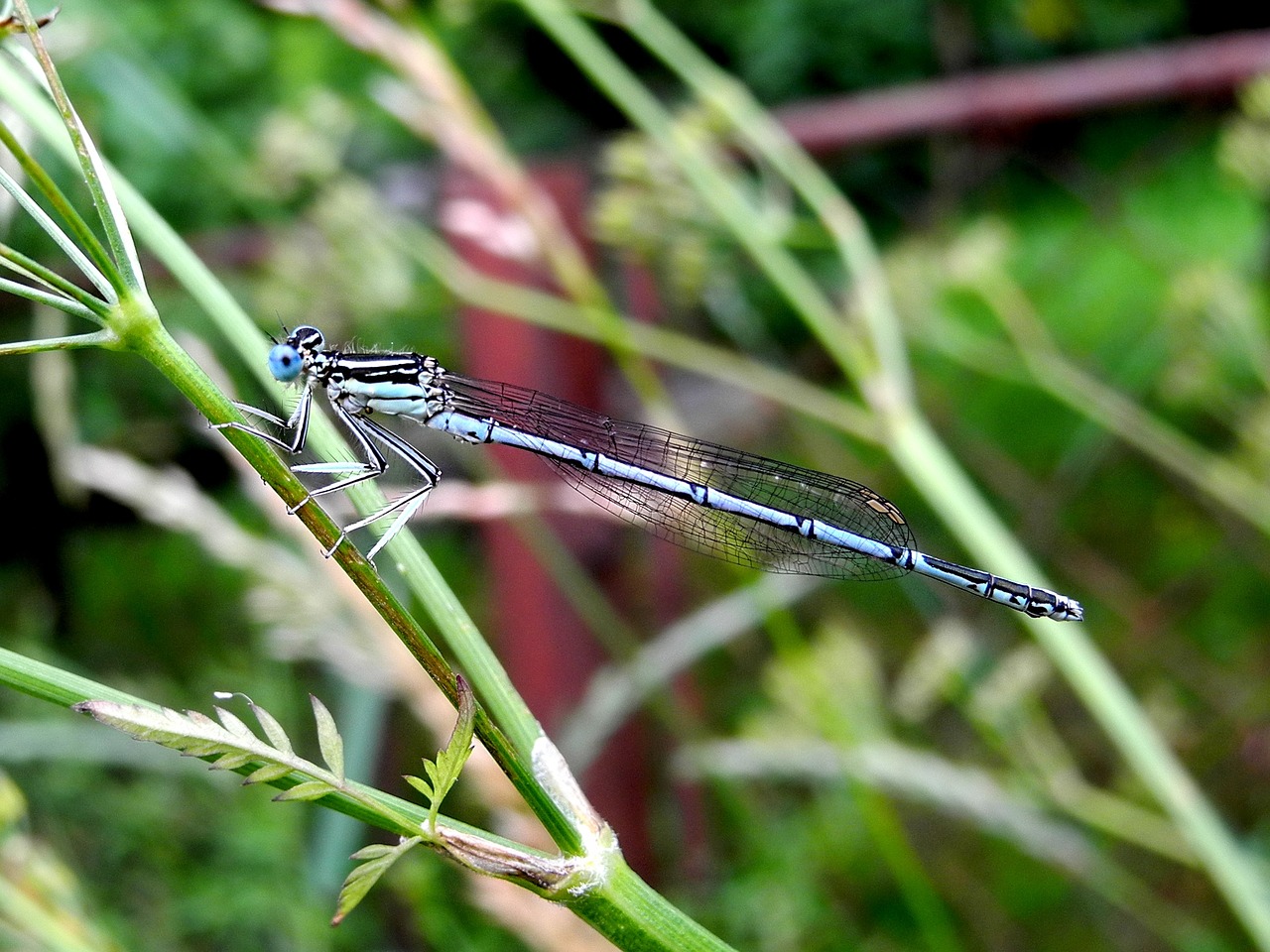 dragonfly insect winged insects free photo