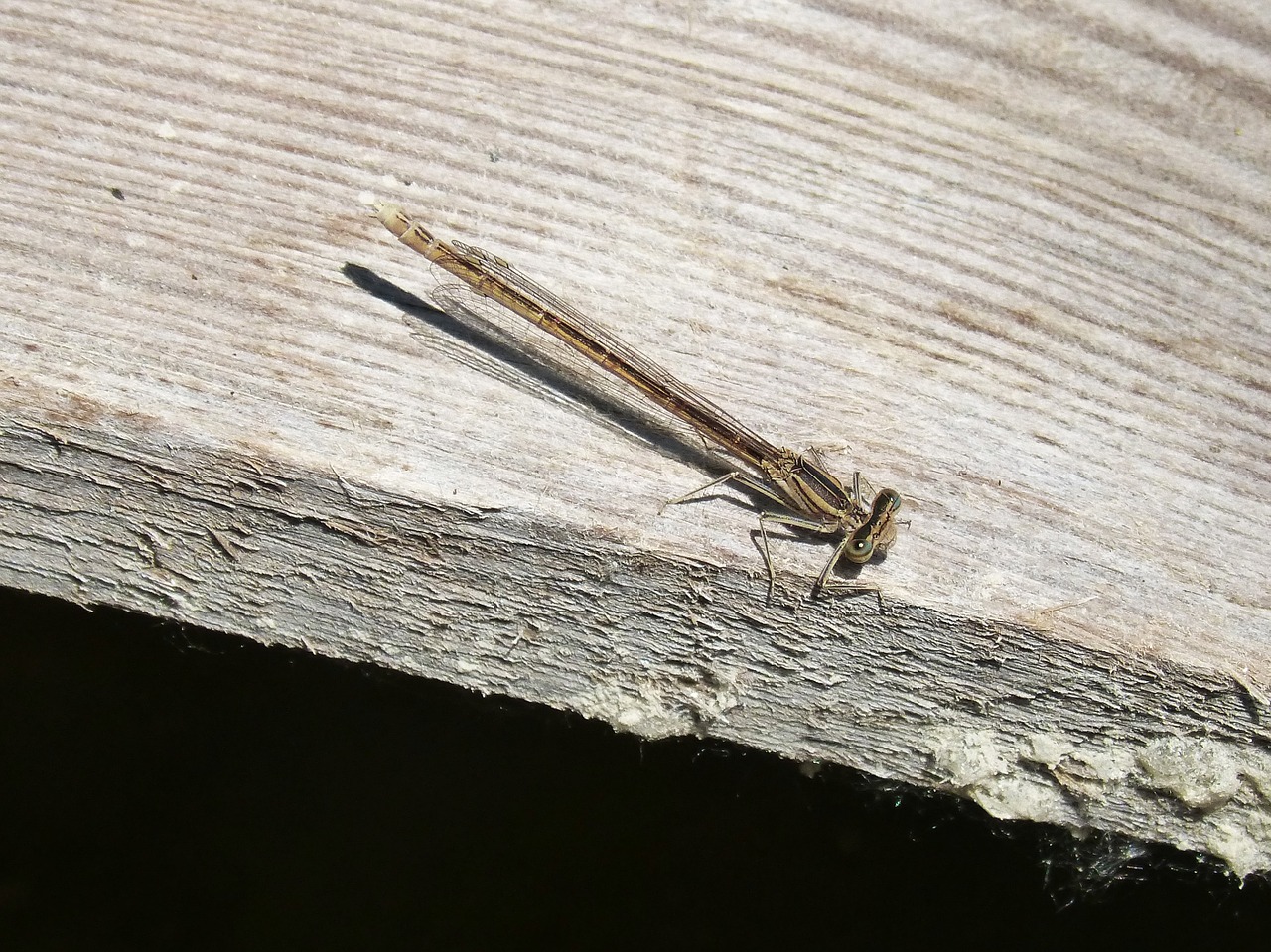 dragonfly wood flying insect free photo