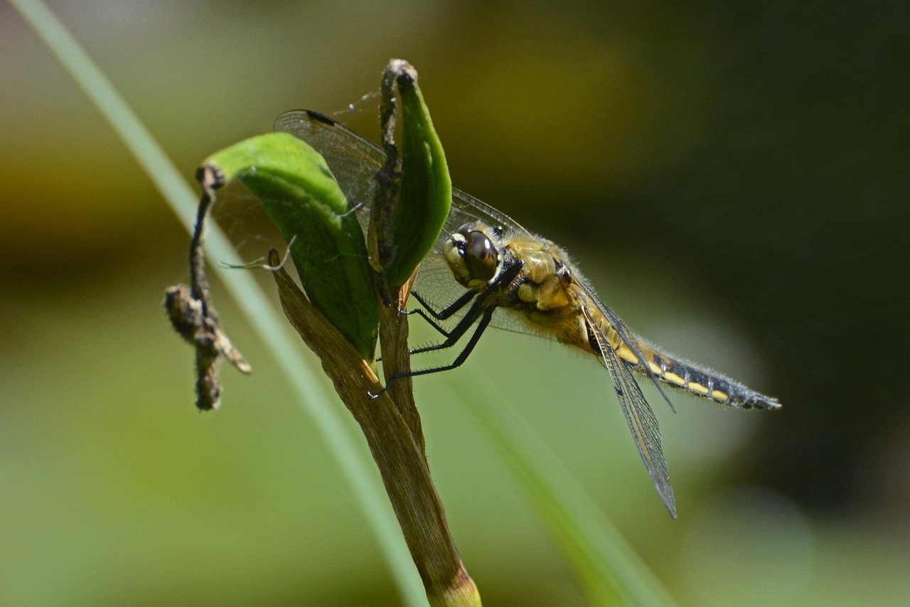 dragonfly wing insect free photo