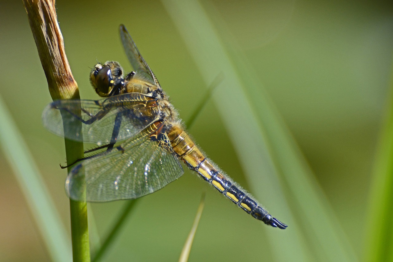 dragonfly wing insect free photo