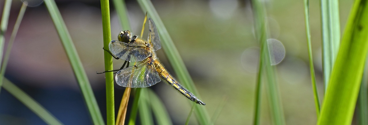 dragonfly wing insect free photo