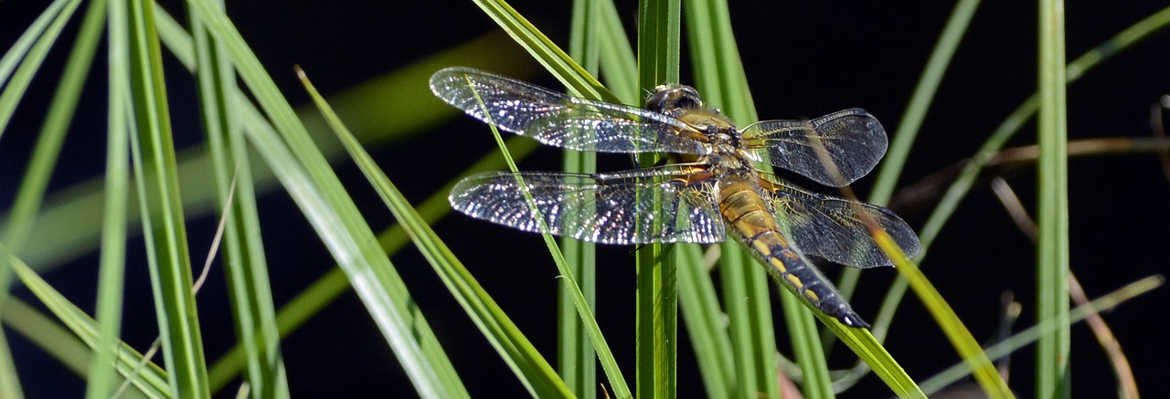 dragonfly wing insect free photo