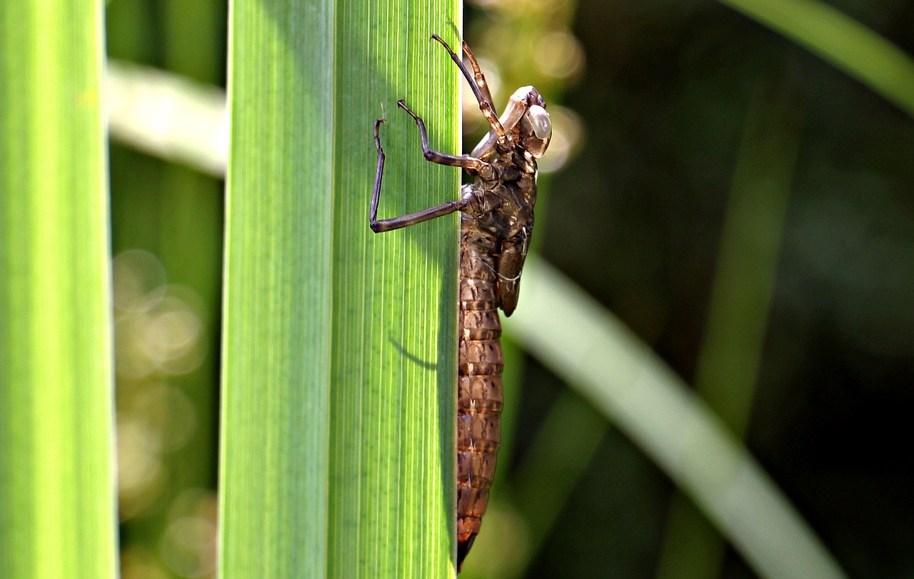 dragonfly dragonfly cocoon cocoon free photo