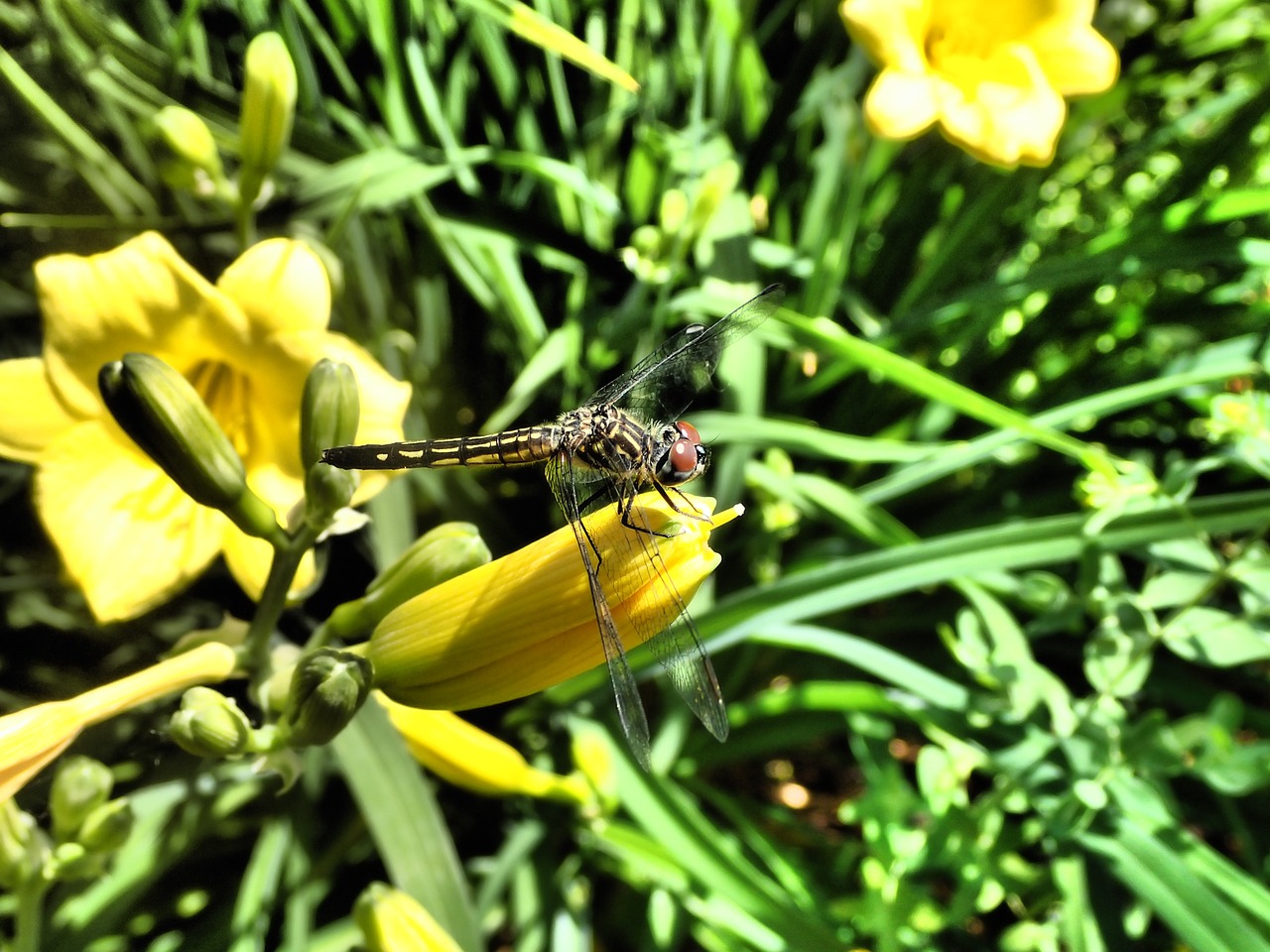 dragonfly insect nature free photo