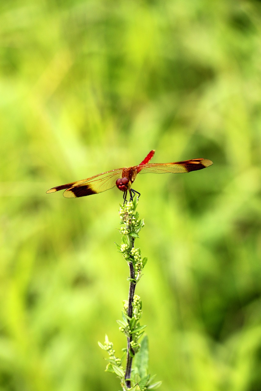 dragonflies green trees free photo