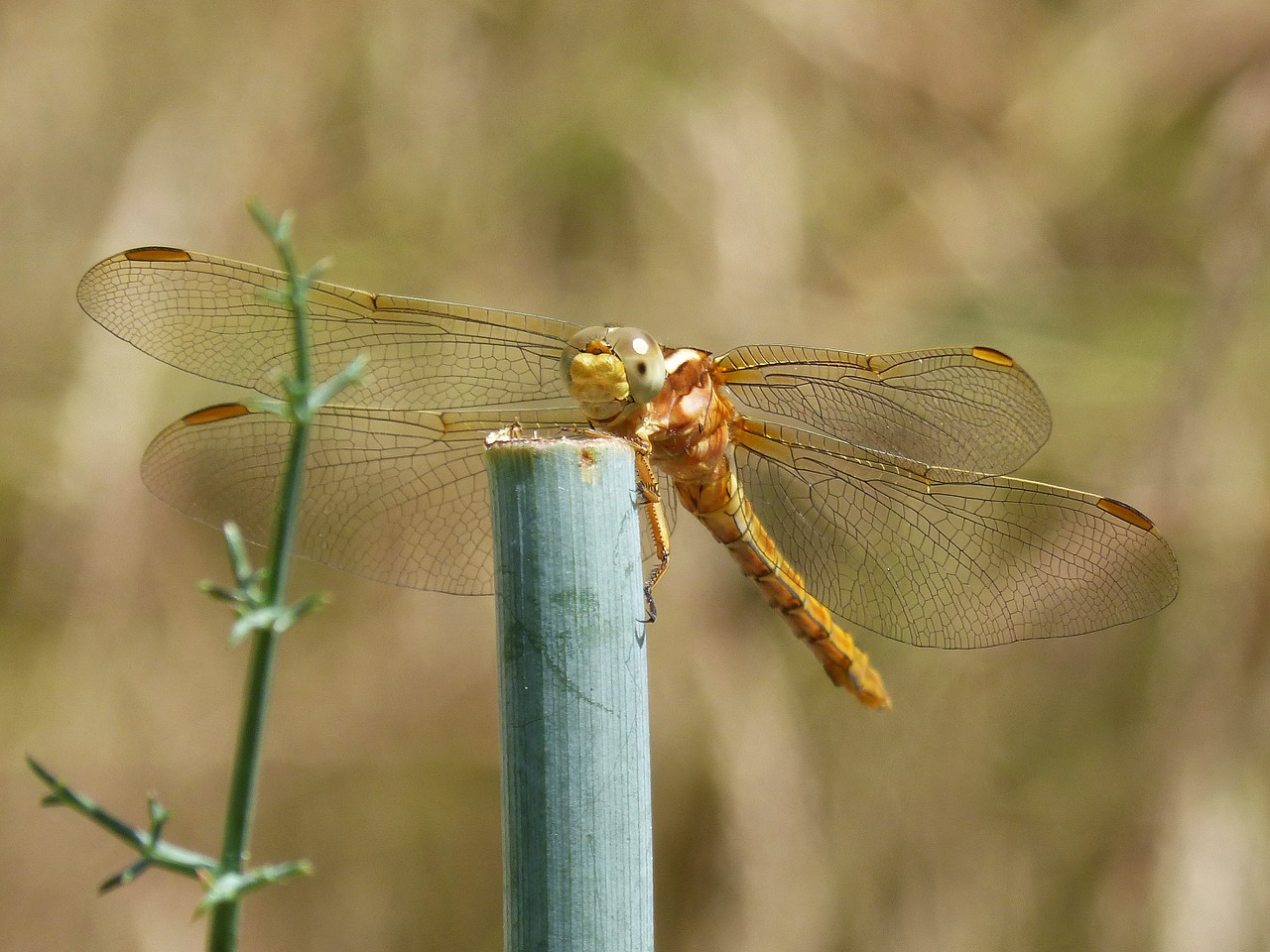 dragonfly golden dragonfly sympetrum fonscolombii free photo