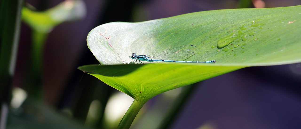 dragonfly insect creature free photo