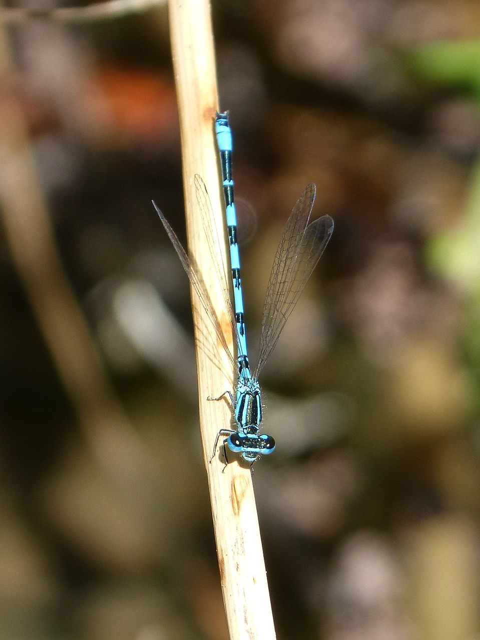 dragonfly blue dragonfly stem free photo