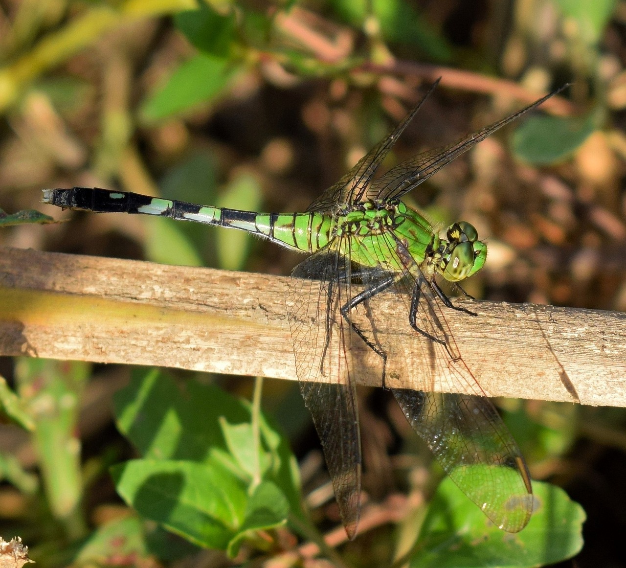 dragonfly pondhawk pondhawk dragonfly free photo