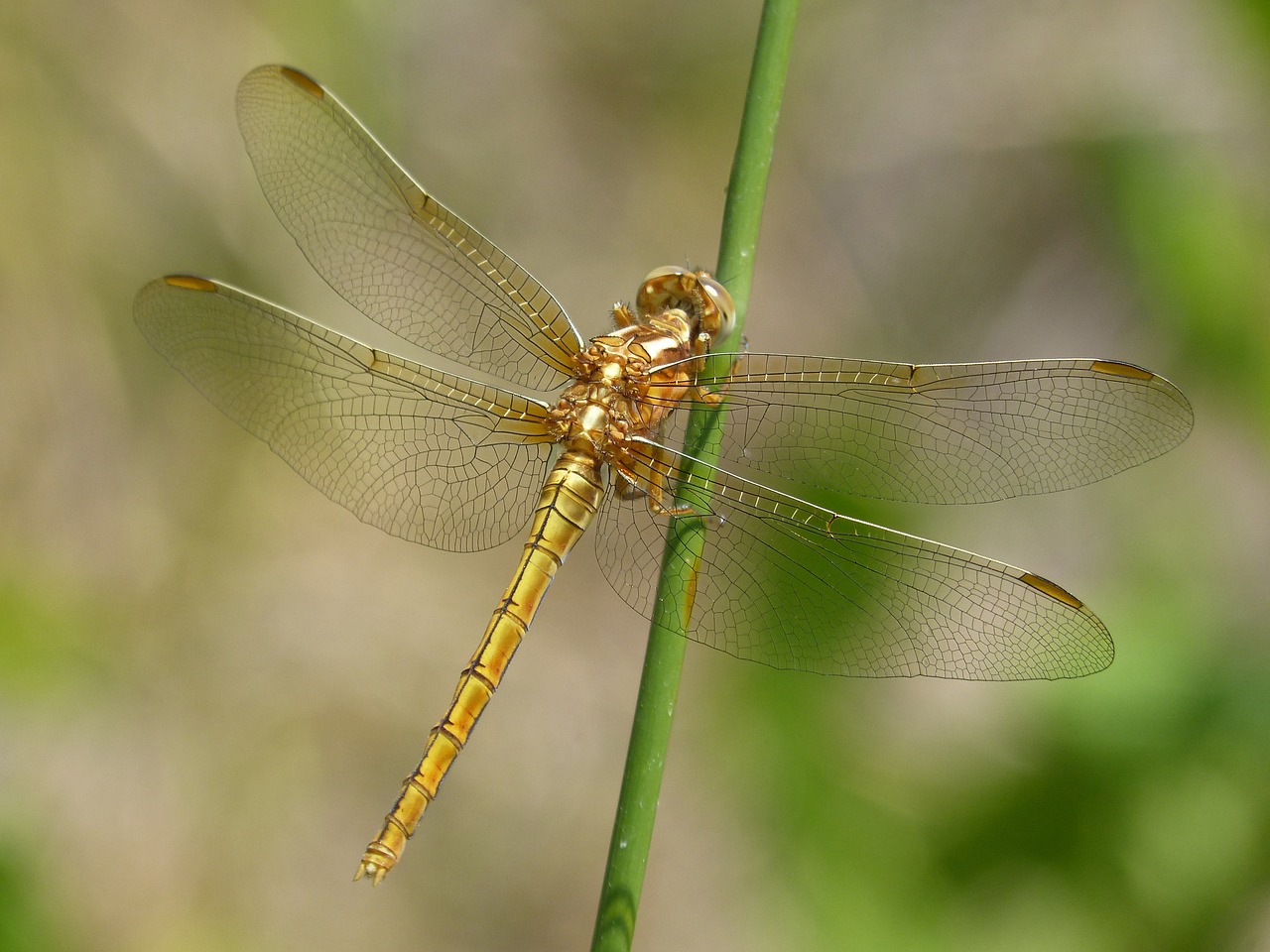 Dragonfly,golden dragonfly,sympetrum fonscolombii,insect,stem