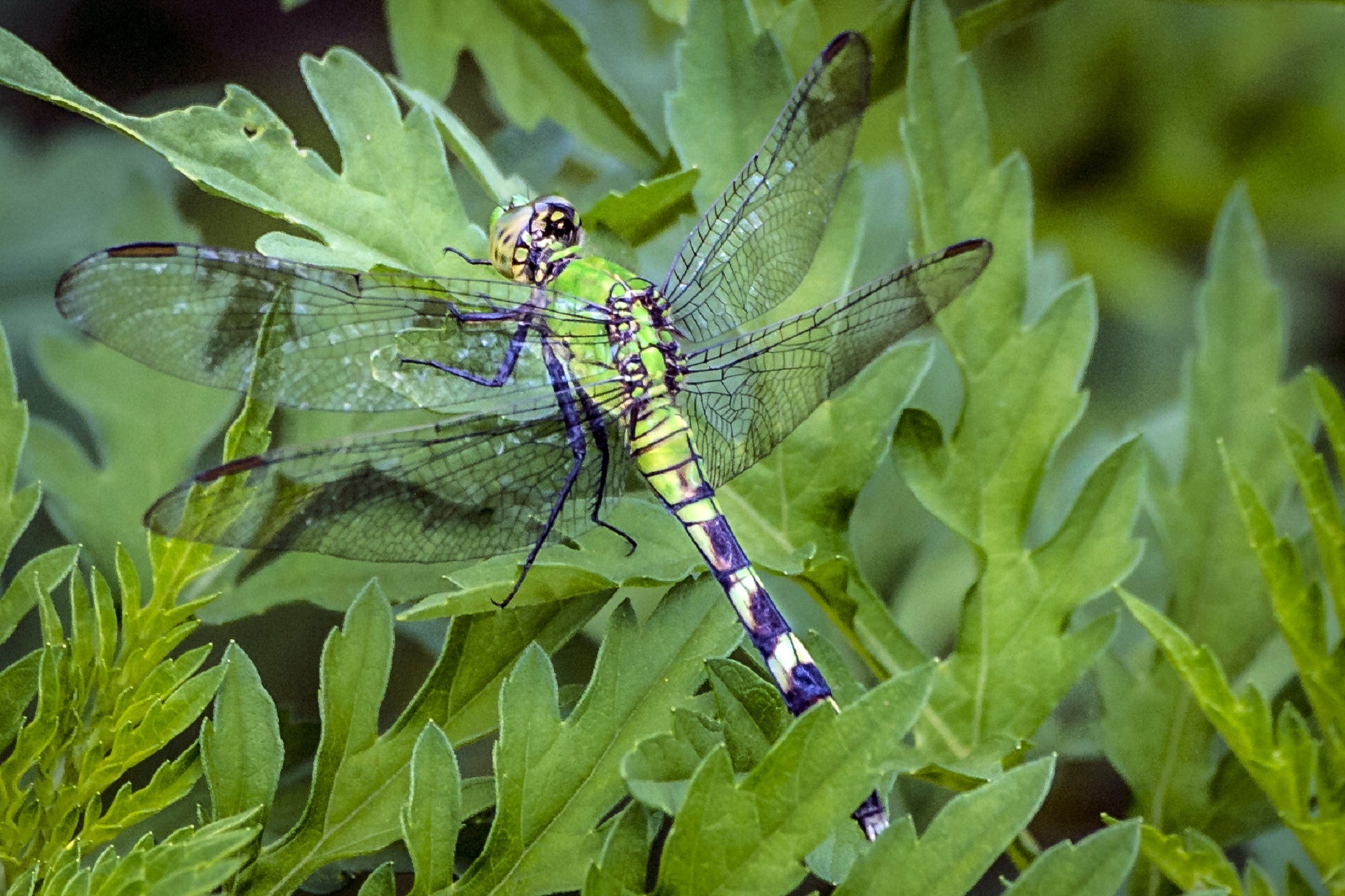 dragonfly insect close up free photo