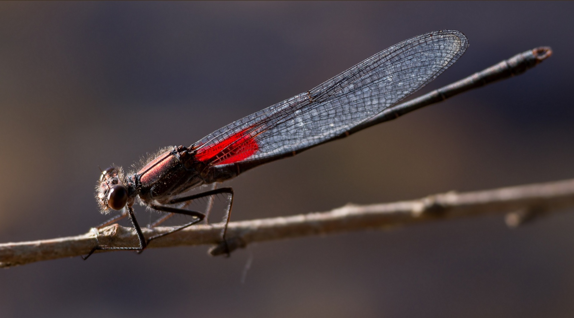 dragonfly wildlife nature free photo