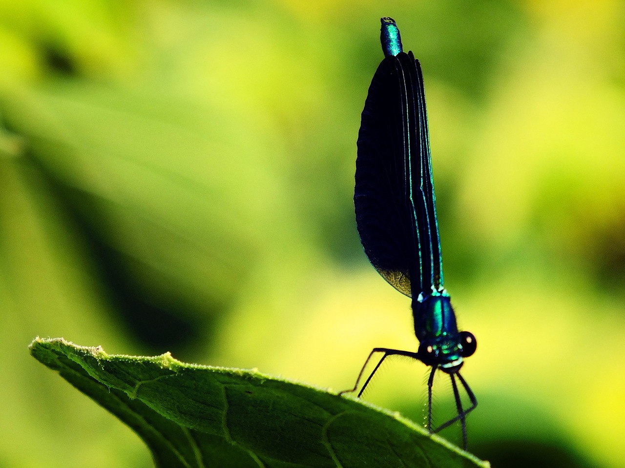 dragonfly bug green free photo