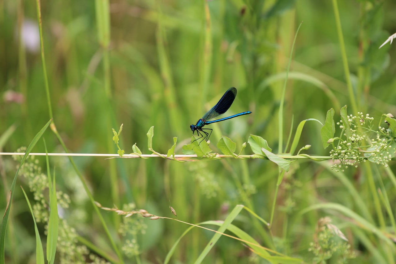 dragonfly insect wing free photo