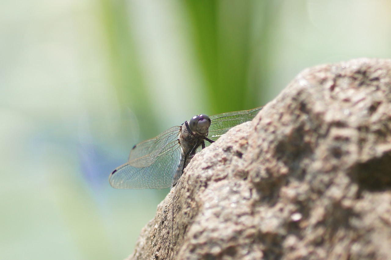 dragonfly stone bank free photo