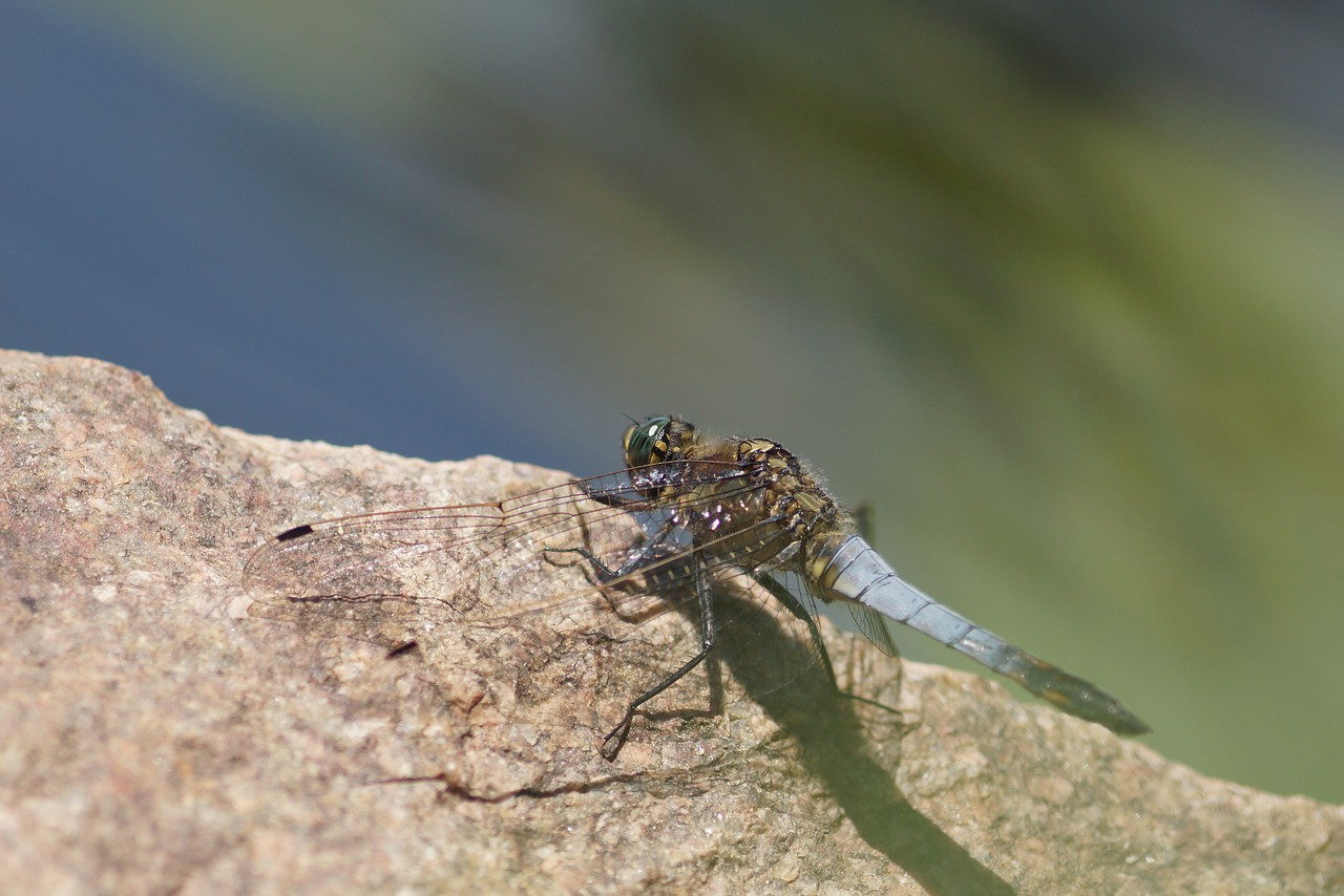 dragonfly stone water free photo