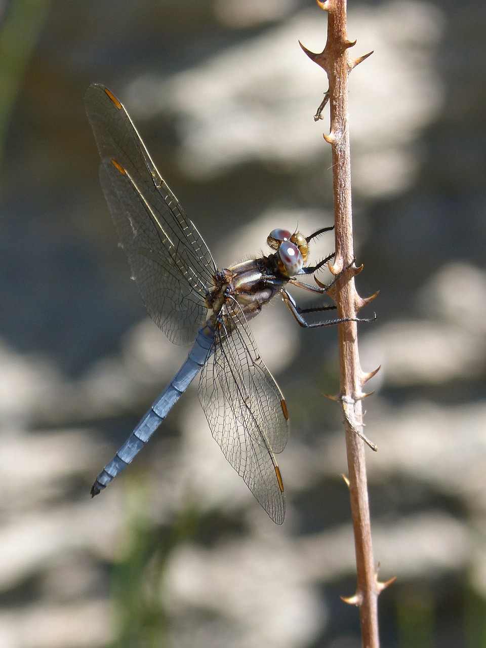 dragonfly blue dragonfly winged insect free photo