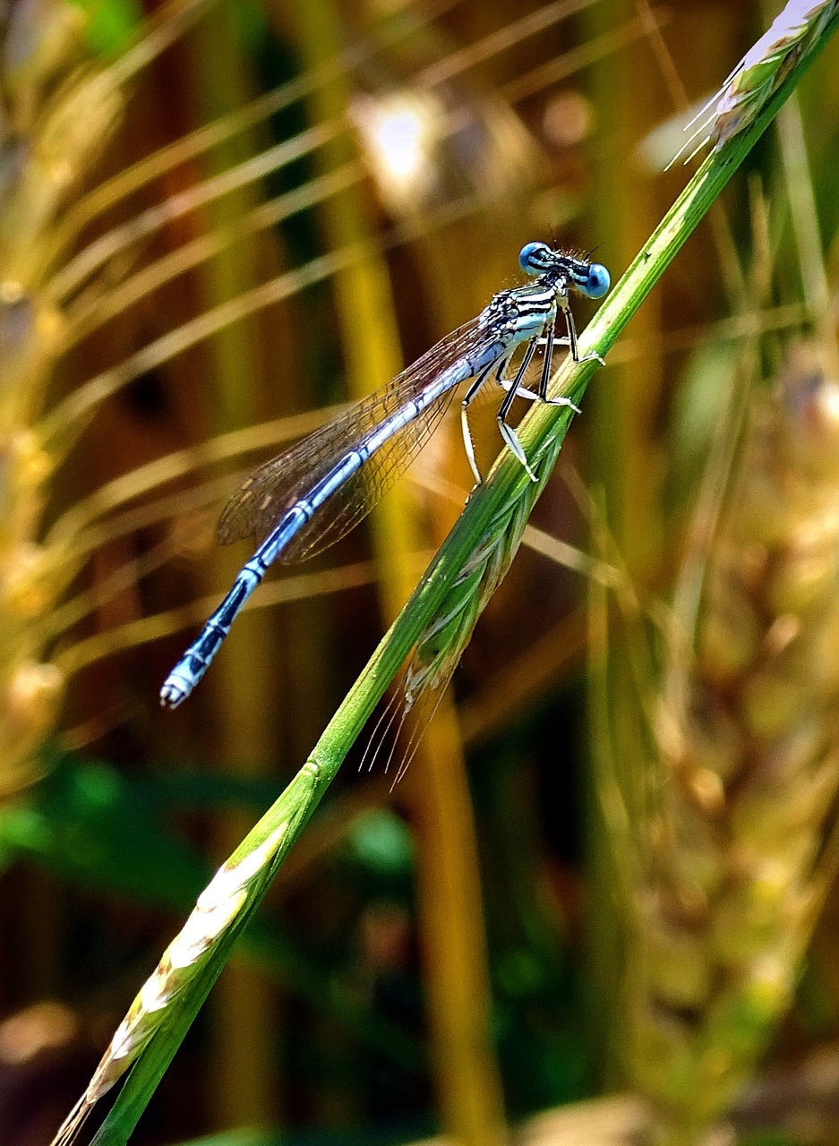 dragonfly animal insect free photo