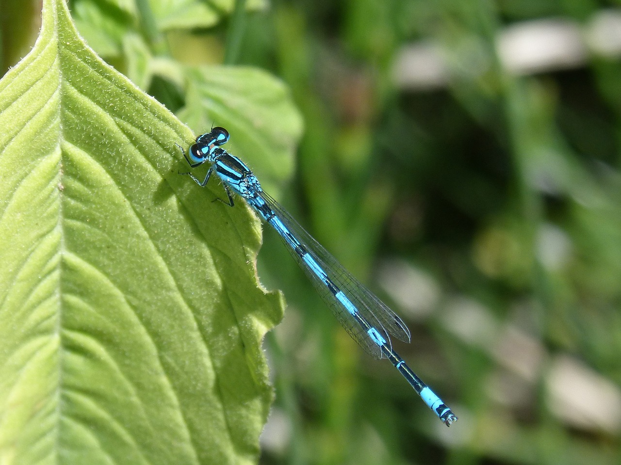 dragonfly blue dragonfly leaf free photo