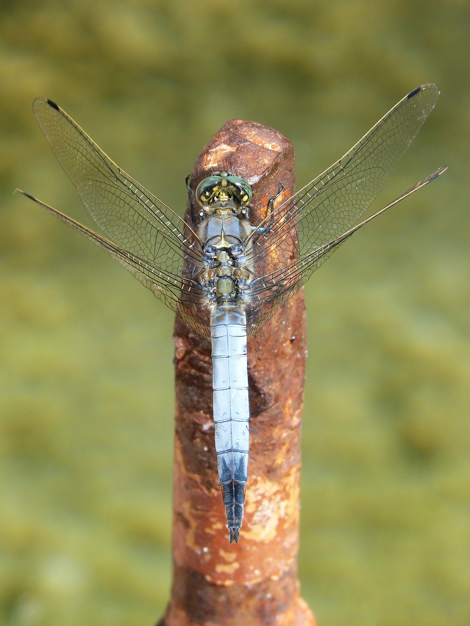 dragonfly blue dragonfly raft free photo