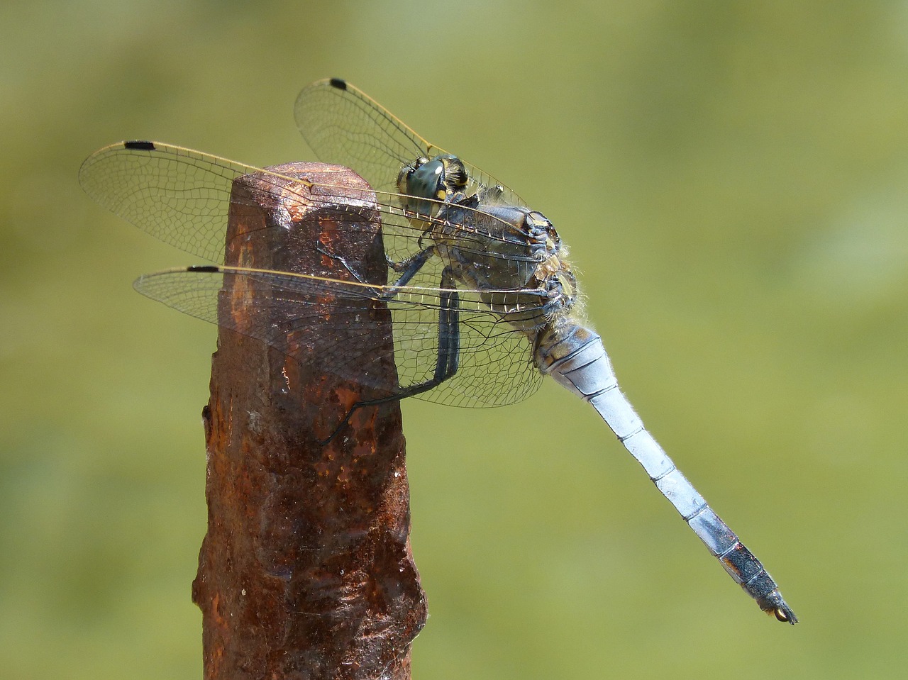 dragonfly blue dragonfly raft free photo