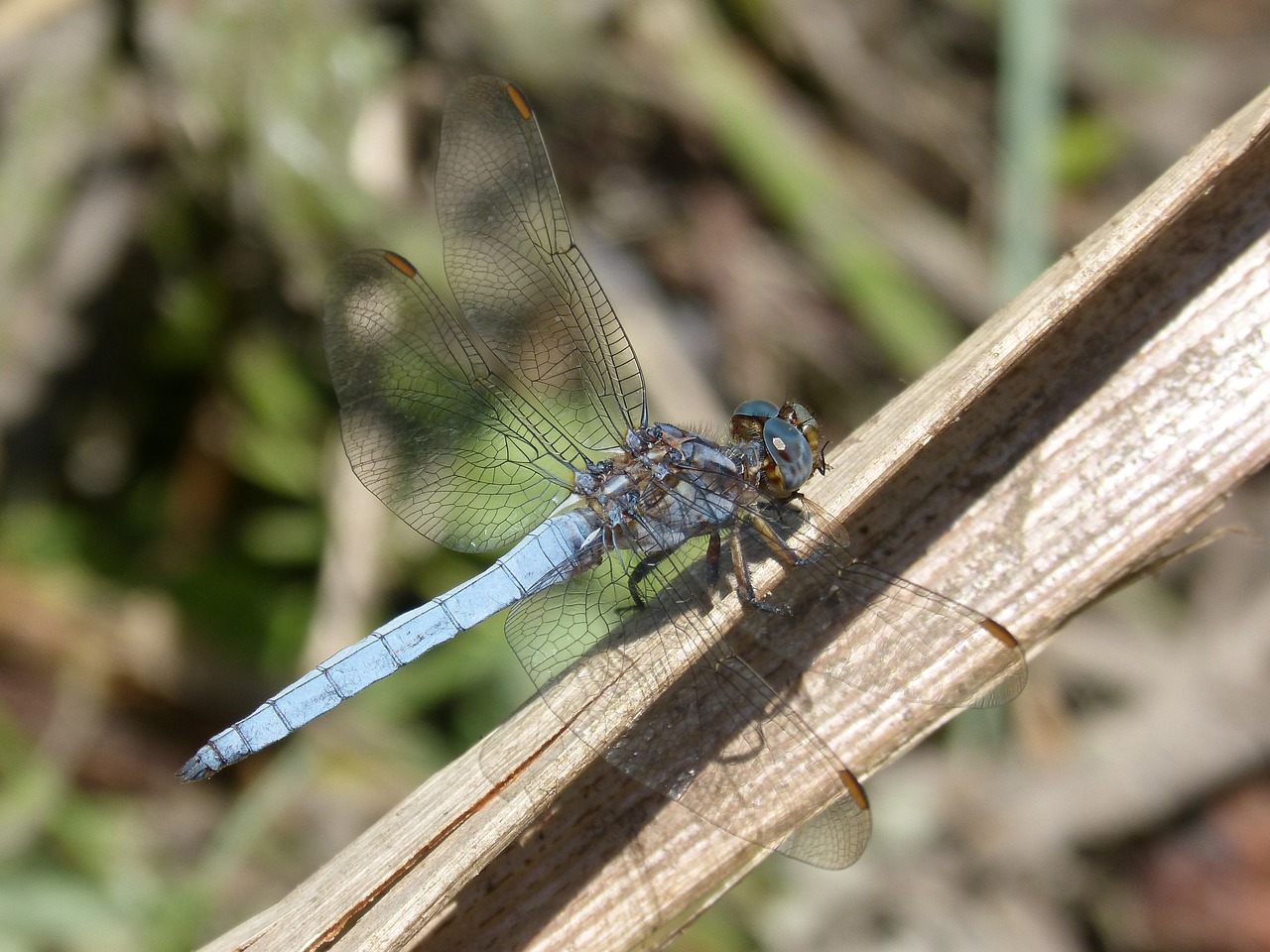 dragonfly blue dragonfly pond free photo