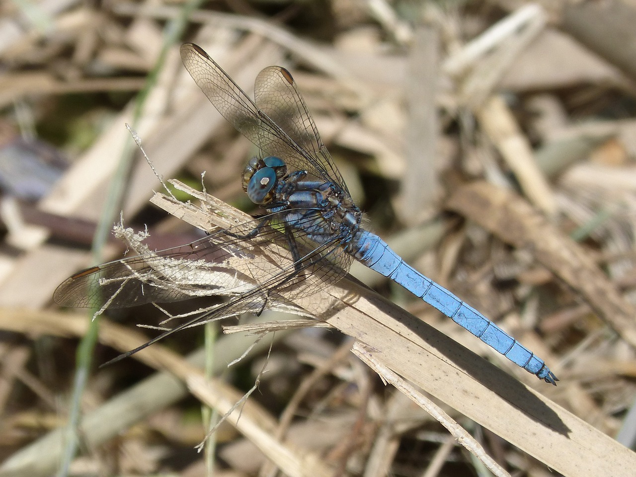 dragonfly blue dragonfly pond free photo
