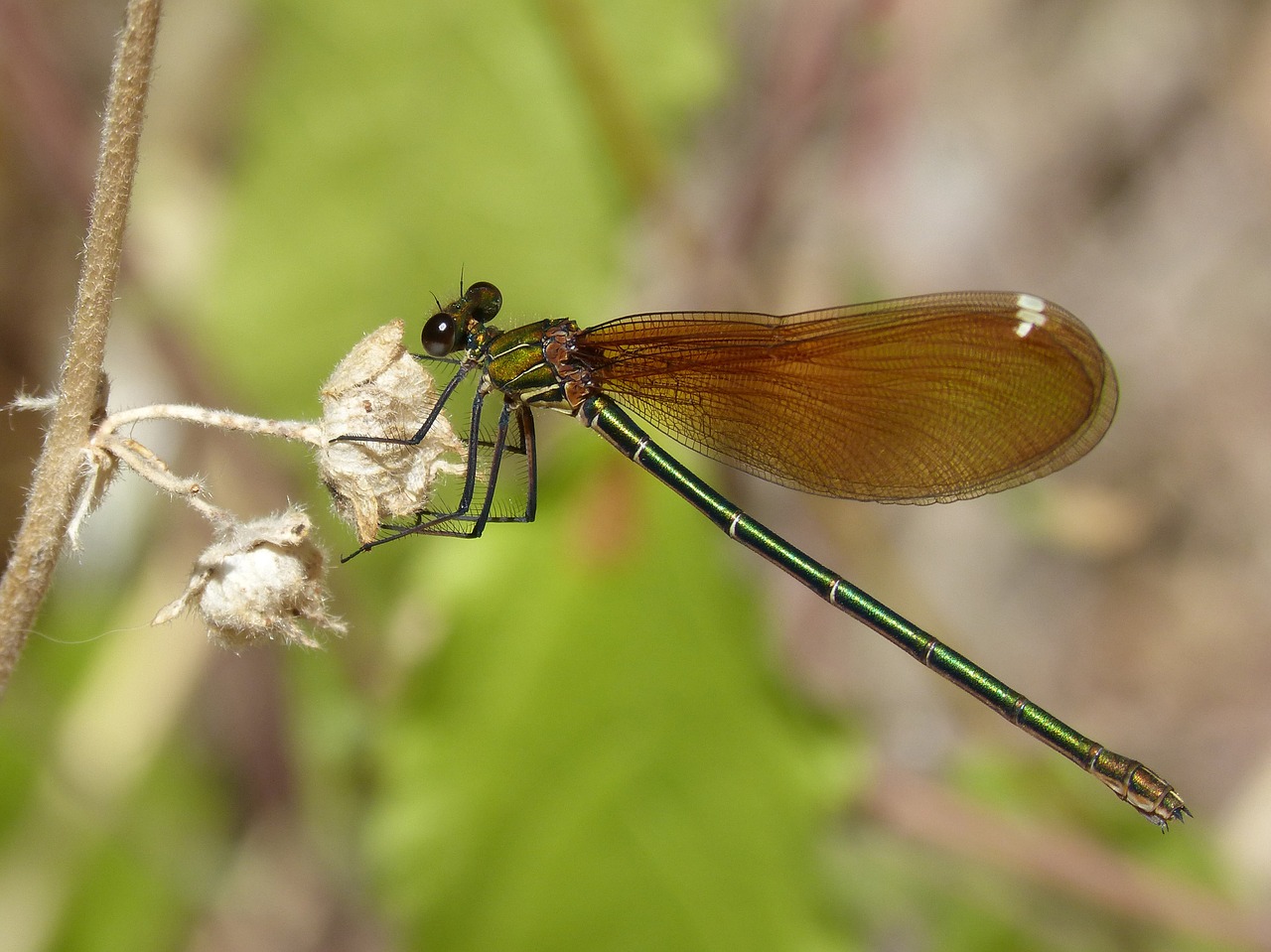 dragonfly black dragonfly translucent wings free photo