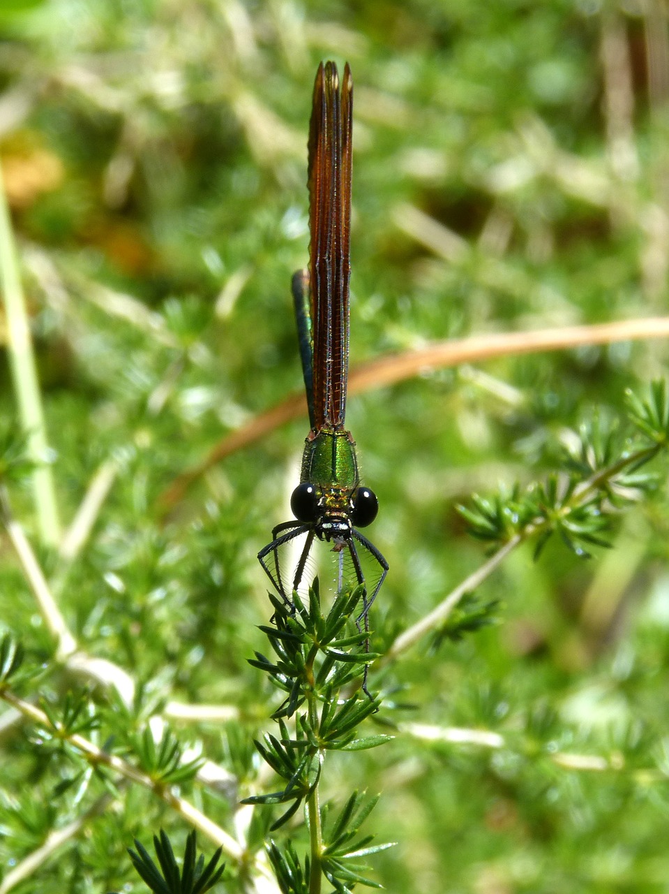 dragonfly black dragonfly translucent wings free photo