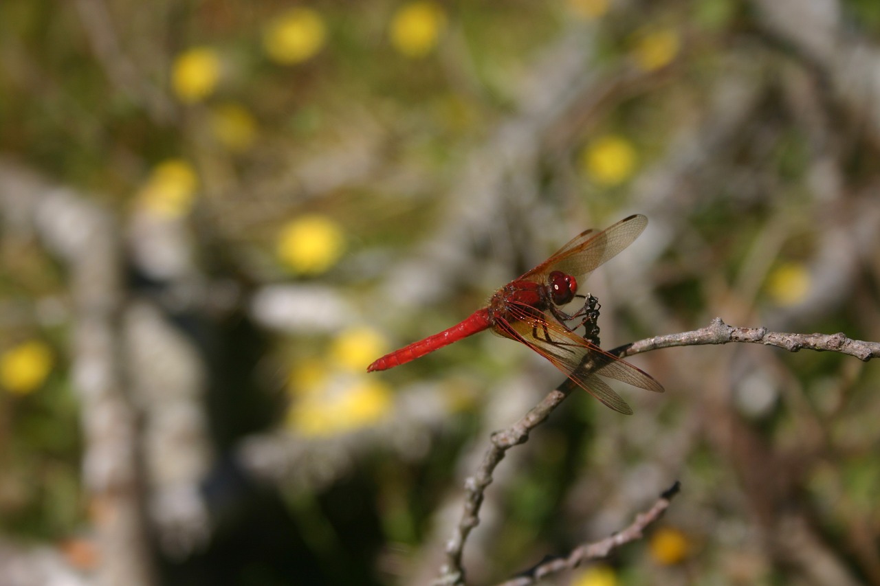 dragonfly bug insect free photo