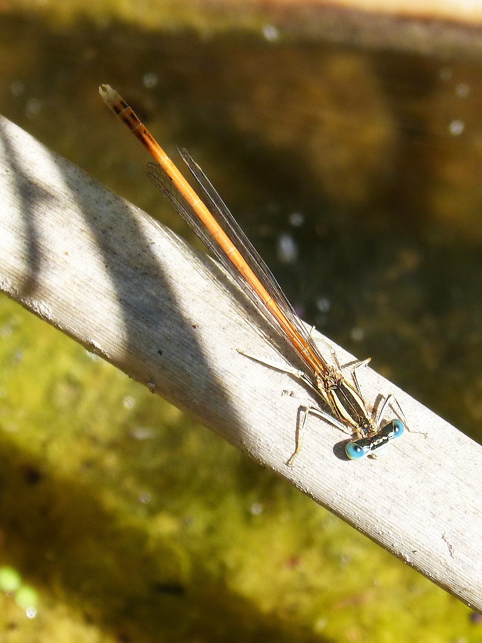 dragonfly orange dragonfly cane free photo