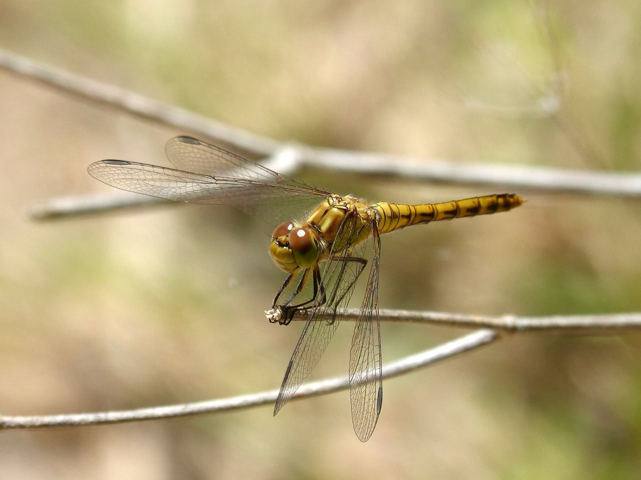 dragonfly yellow dragonfly cordulegaster boltonii free photo