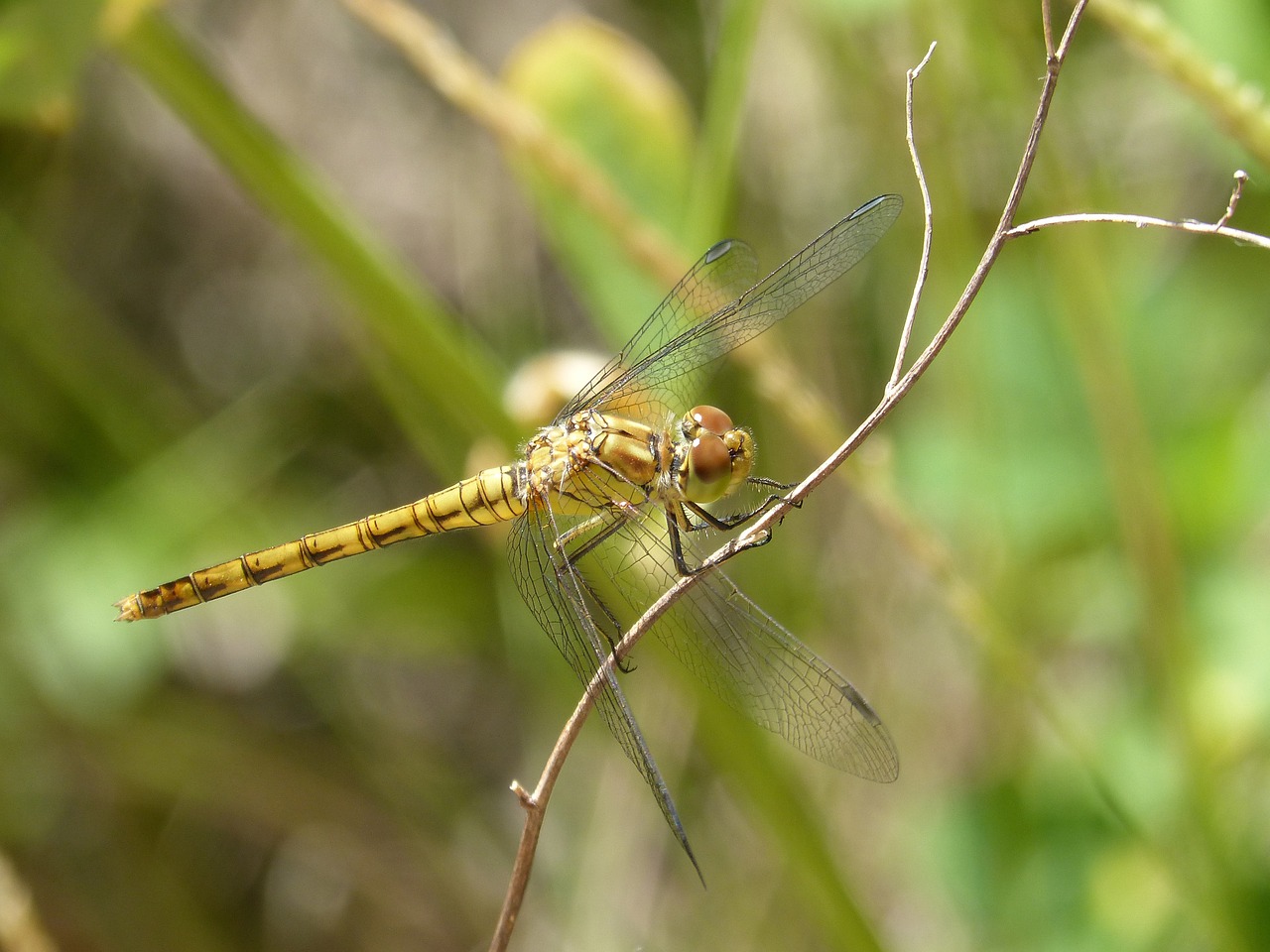 dragonfly yellow dragonfly cordulegaster boltonii free photo
