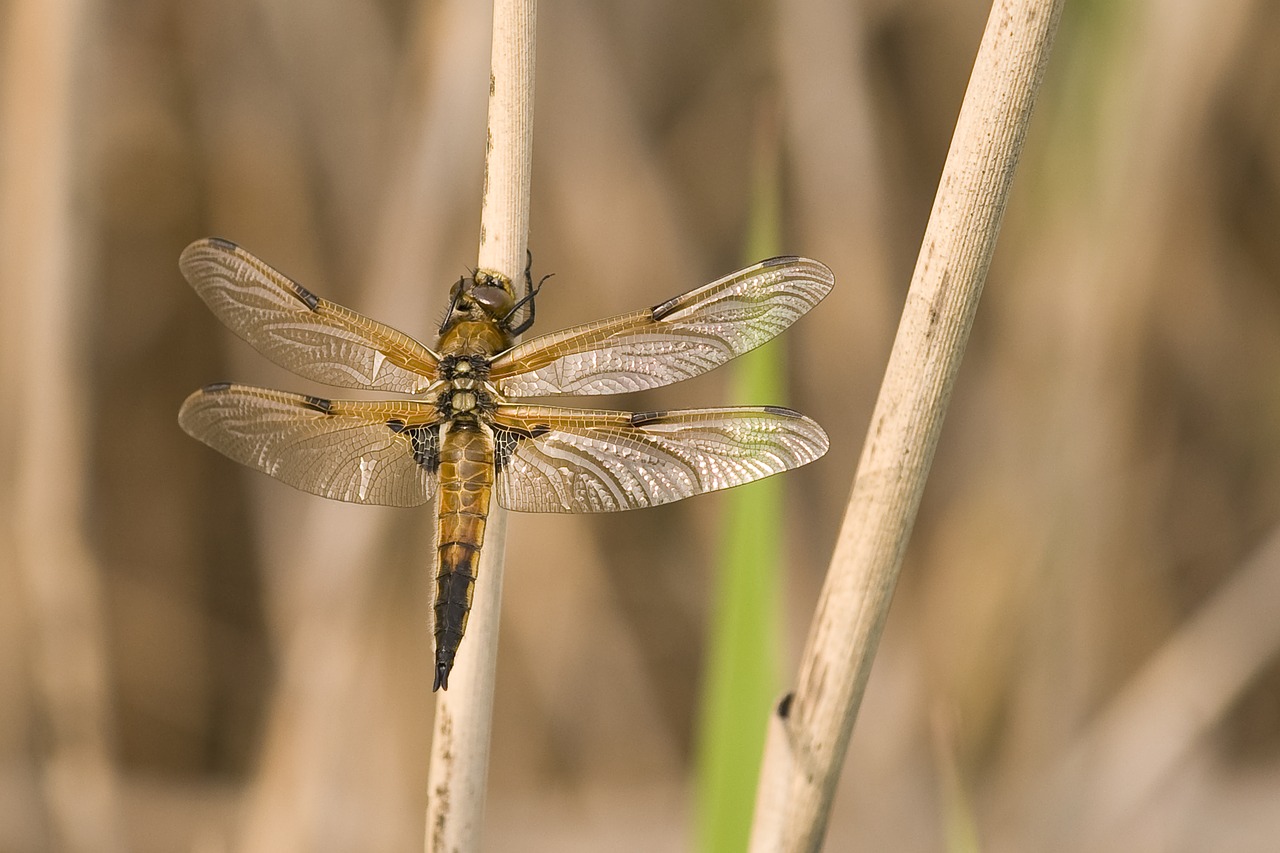 dragonfly animals nature free photo