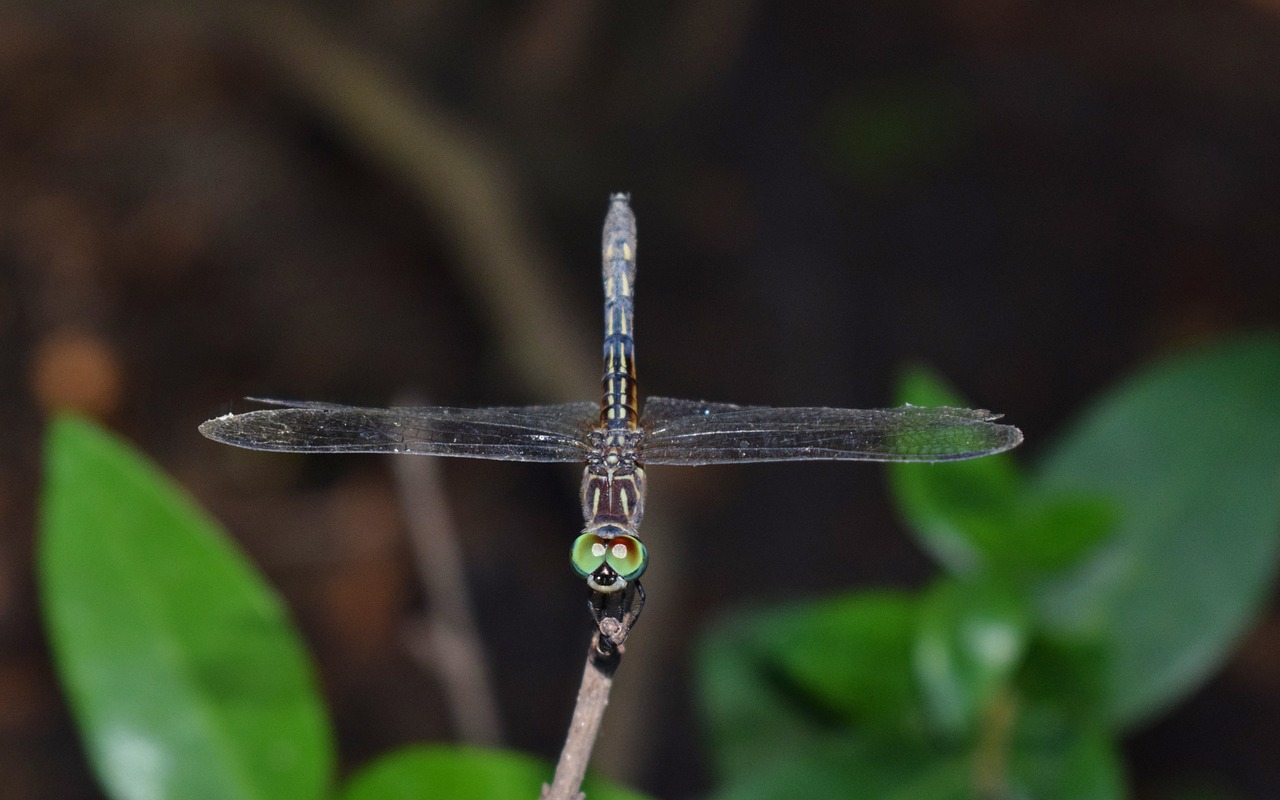 dragonfly insect winged insect free photo