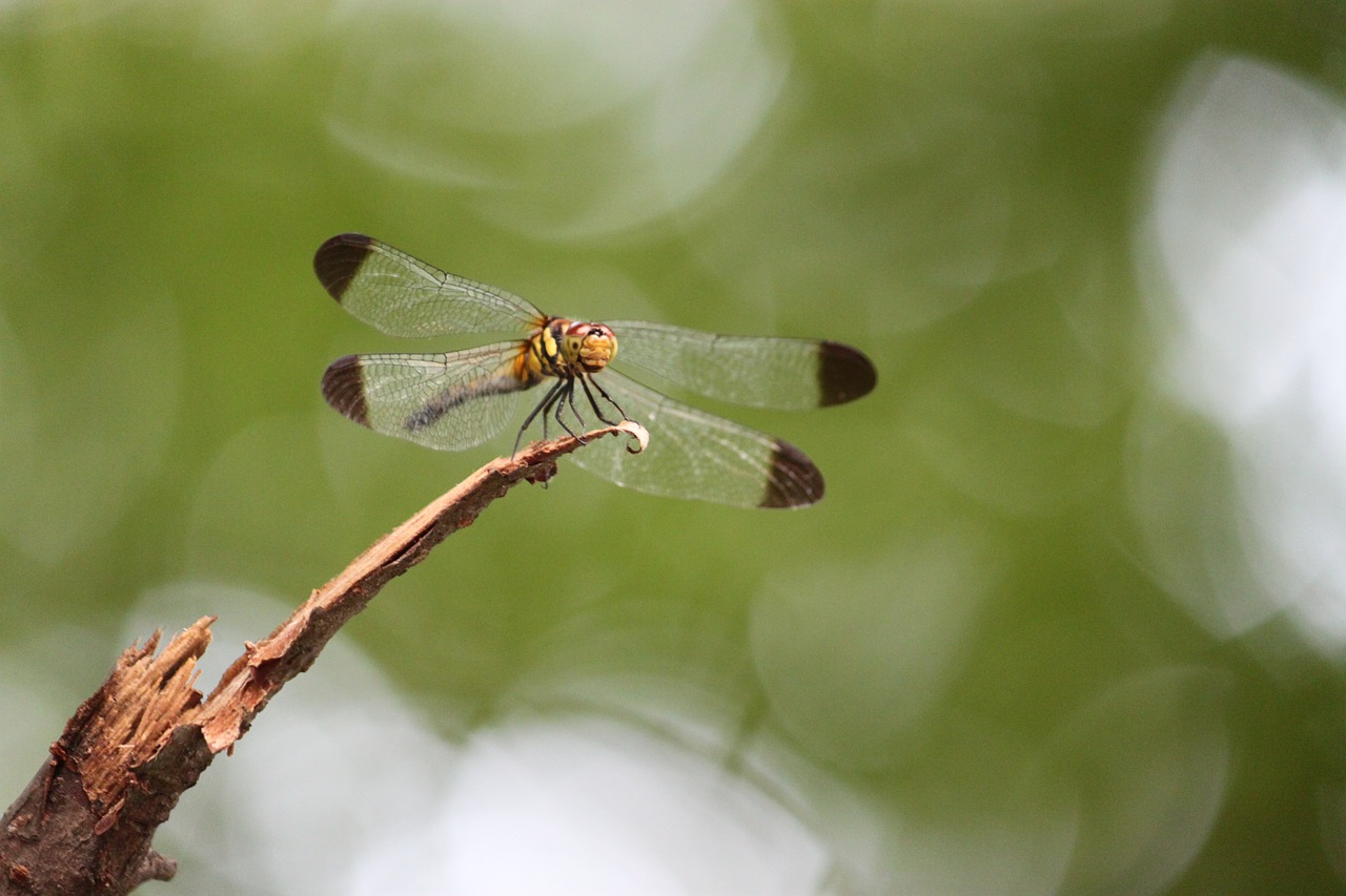 dragonfly bug wings free photo