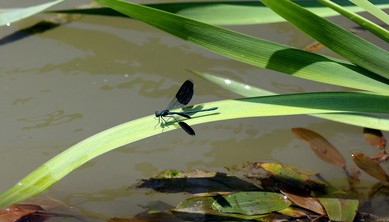 dragonfly leaf water free photo