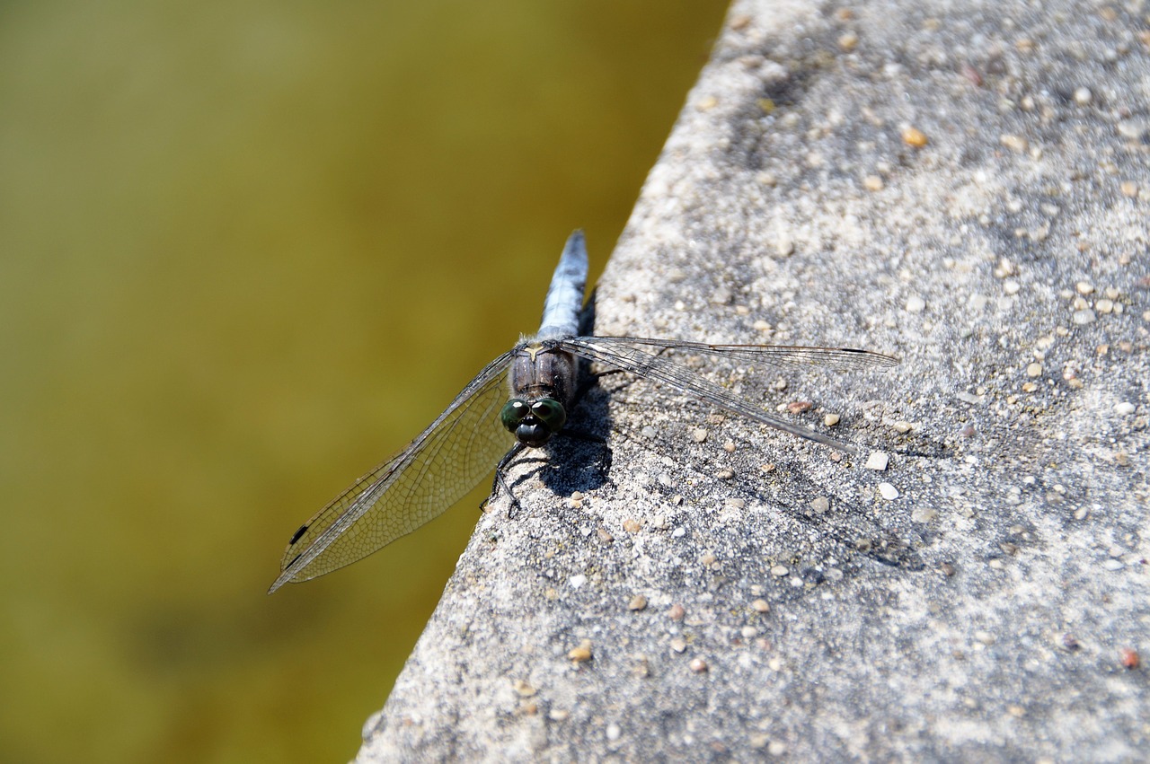 dragonfly insect fly free photo