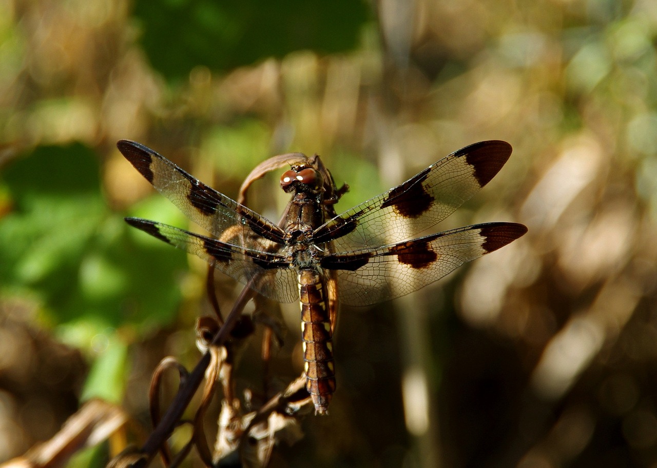 dragonfly insects fly free photo