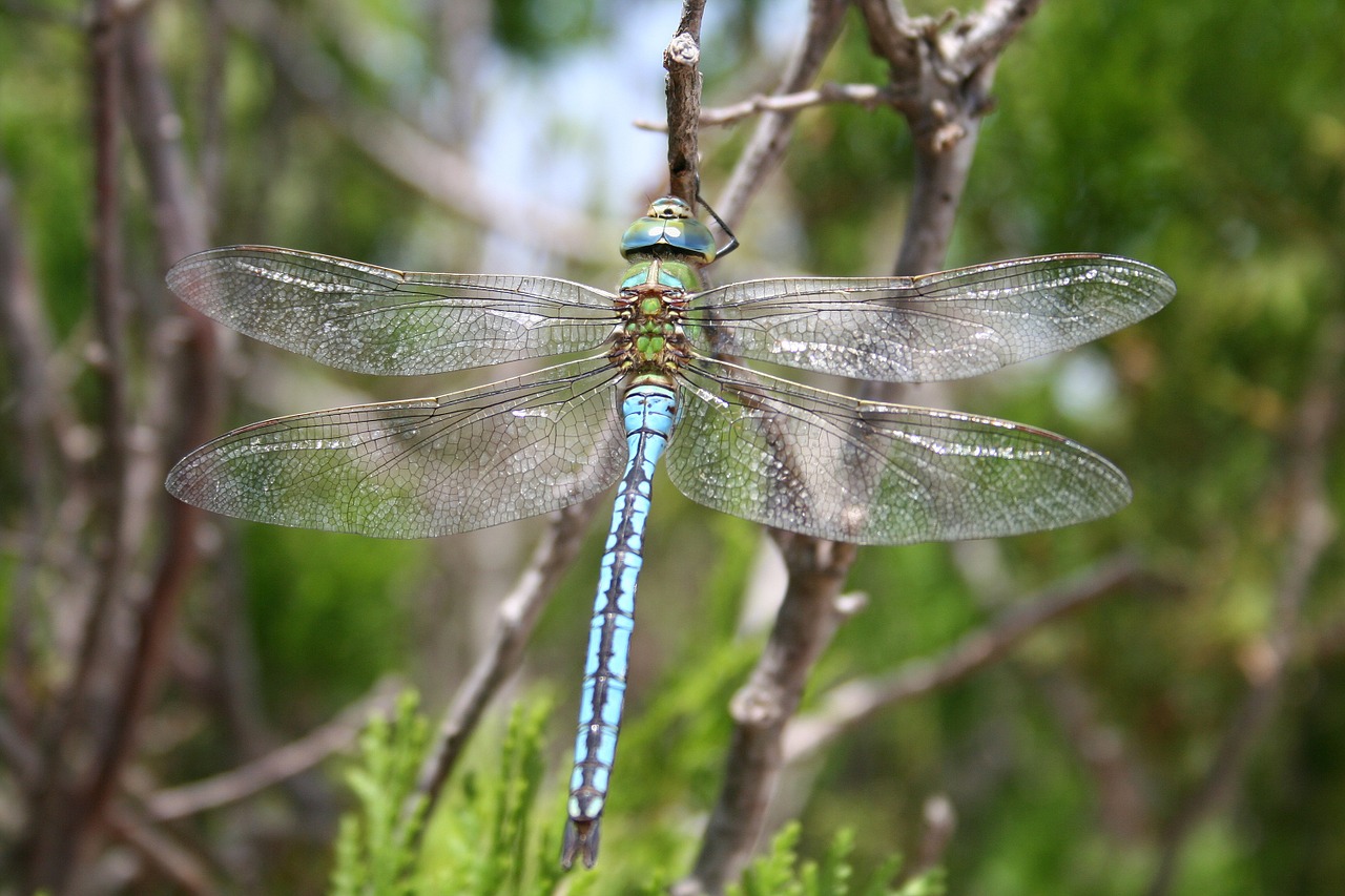 dragonfly insect wand dragonfly free photo