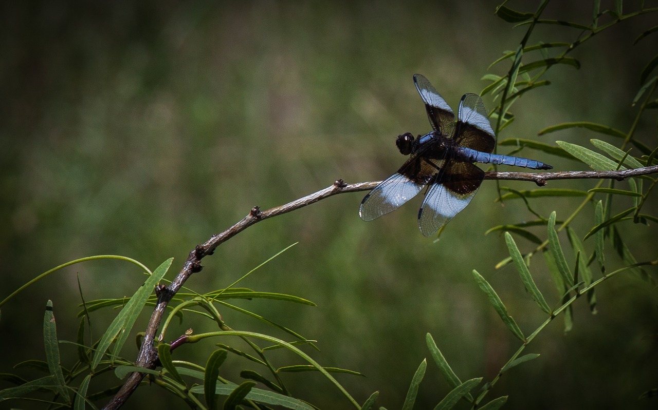 dragonfly insect nature free photo